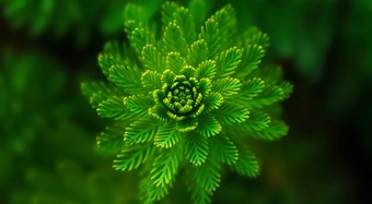 Challenges of Overseas Entities in Filing for Plant Variety Right in China